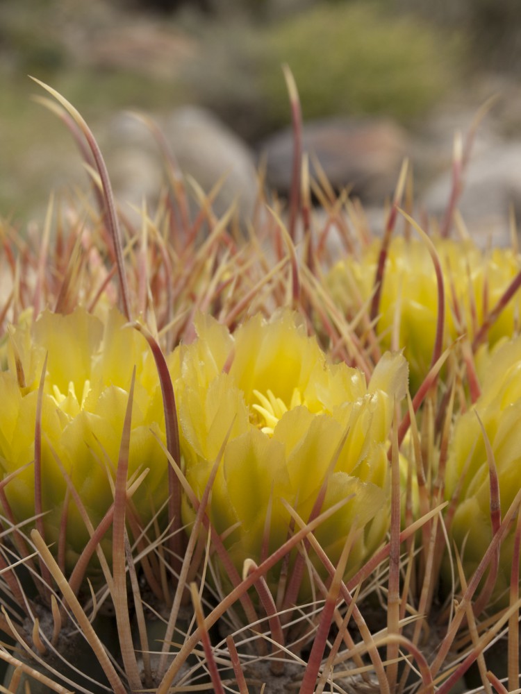 Anza Borrega State Park