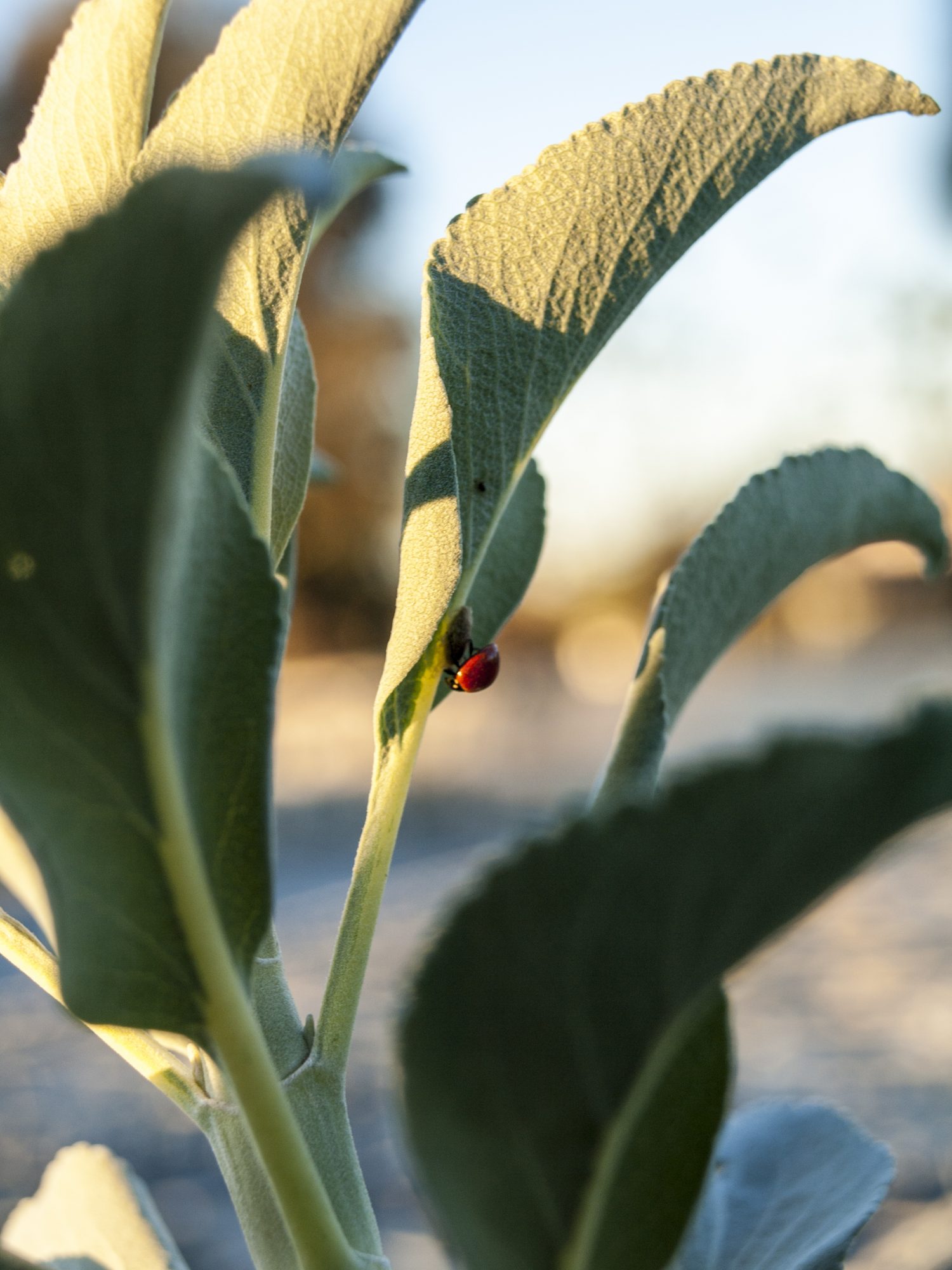 Ladybug