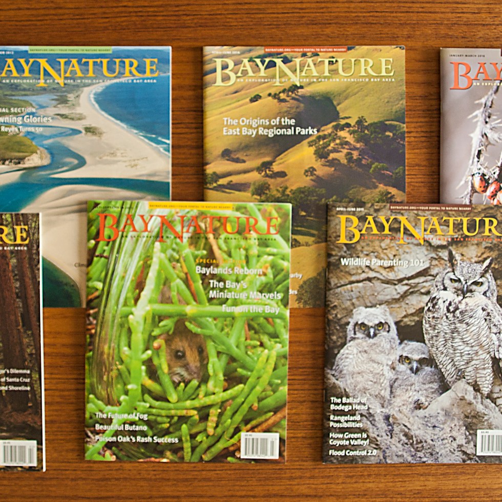 Bay Nature Magazines