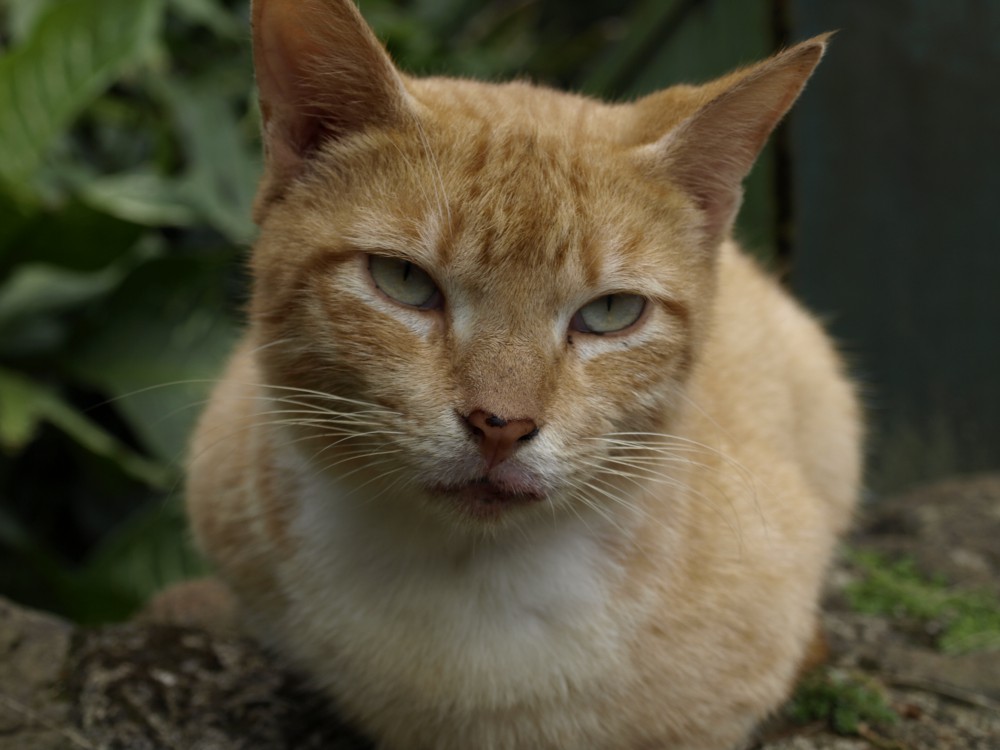 Tabby, Pali Lookout (Oahu, HI)