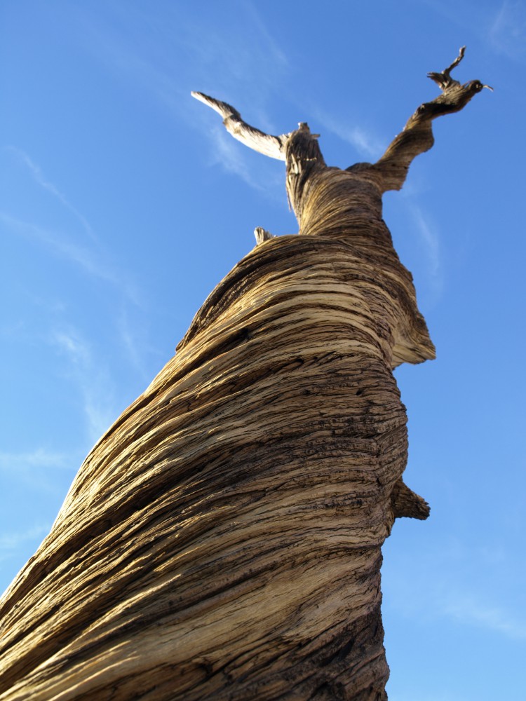 Joshua Tree National Park, CA
