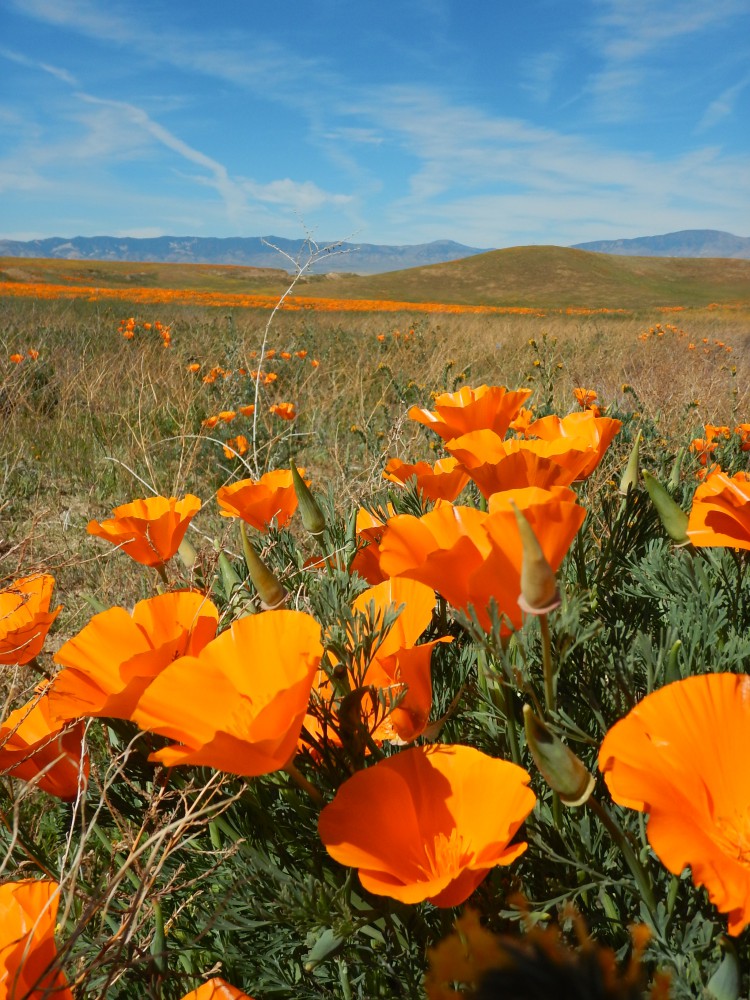 Antelope Valley Poppy Preserve (Lancaster, CA)
