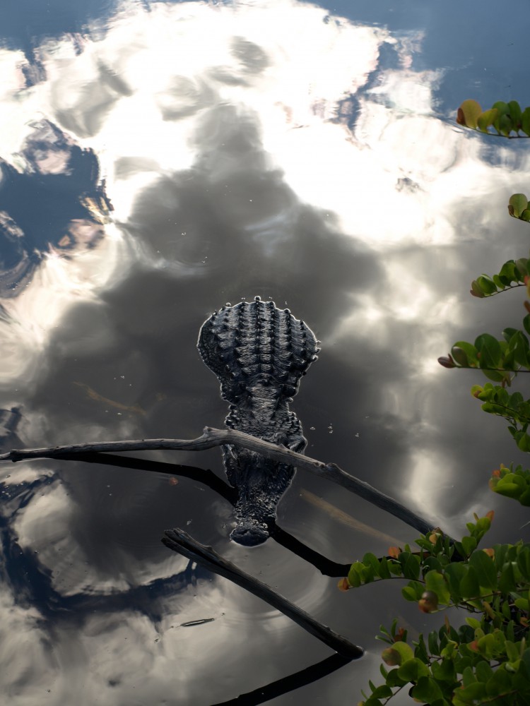 Everglades National Park, FL