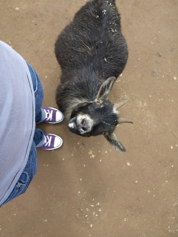 Goat, West Coast Game Park Safari (Bandon, OR)