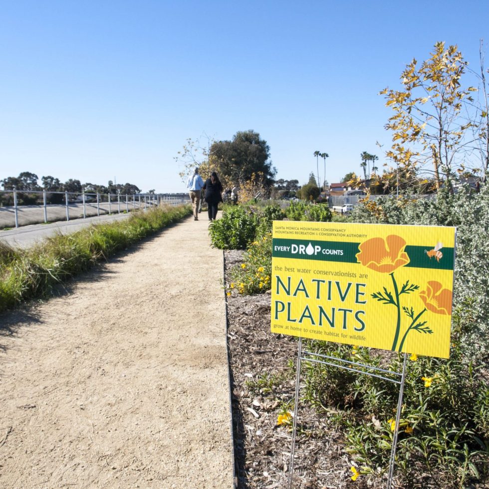 Every Drop Counts: Native Plants